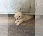 Small Poodle (Toy)