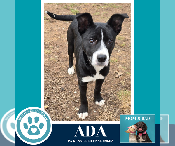 Medium Photo #4 Labrador Retriever-Unknown Mix Puppy For Sale in Kimberton, PA, USA