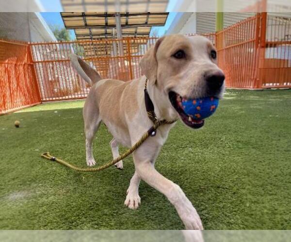 Medium Photo #3 American Pit Bull Terrier-Unknown Mix Puppy For Sale in Las Vegas, NV, USA