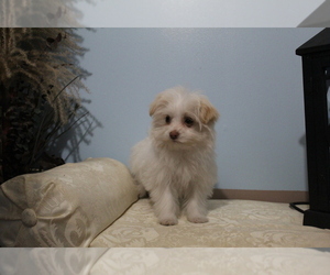 Ewokian Puppy for sale in SEARS, MI, USA