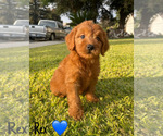 Small #5 Goldendoodle (Miniature)