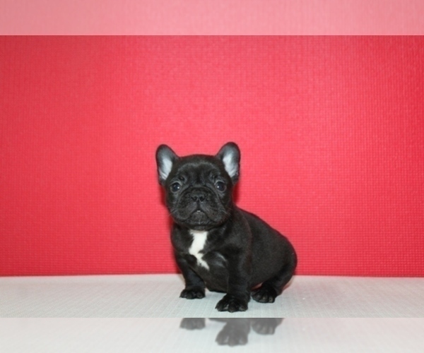 Medium Photo #2 French Bulldog Puppy For Sale in HIALEAH, FL, USA
