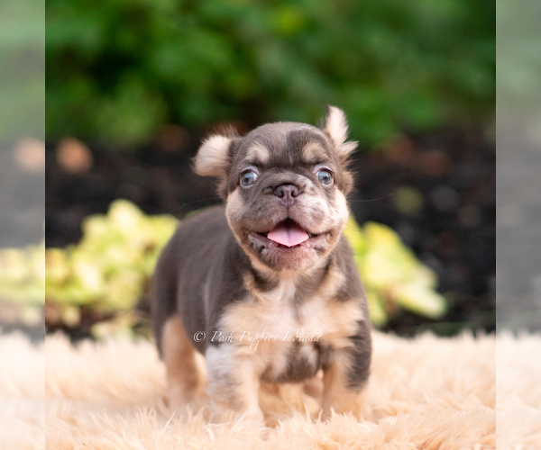 Medium Photo #7 French Bulldog Puppy For Sale in WARSAW, IN, USA