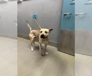 Akita-Unknown Mix Dogs for adoption in Las Vegas, NV, USA