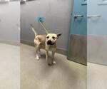 Small Akita Mix