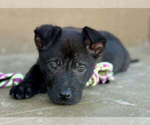Elle - Female Mutt Dog for Adoption - Photo #2