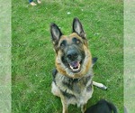 Small Photo #1 Alaskan Malamute-German Shepherd Dog Mix Puppy For Sale in LANCASTER, OH, USA