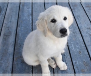 English Cream Golden Retriever Puppy for sale in FAIR OAKS, CA, USA