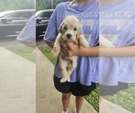 Puppy Teeny Goldendoodle