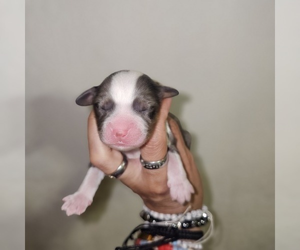 Medium Photo #32 Aussalier Puppy For Sale in DECATUR, IL, USA