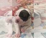 Small Photo #8 American Bulldog Puppy For Sale in OXNARD, CA, USA