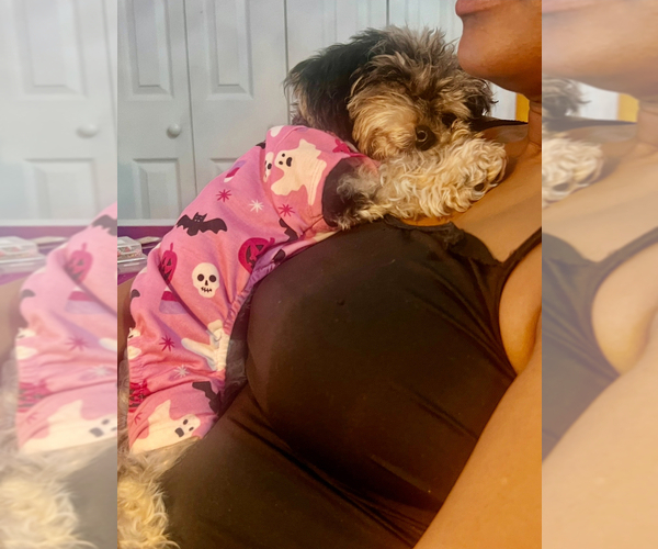 Medium Photo #6 Poodle (Toy) Puppy For Sale in COLUMBIA, SC, USA