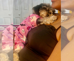 Small #5 Poodle (Toy)