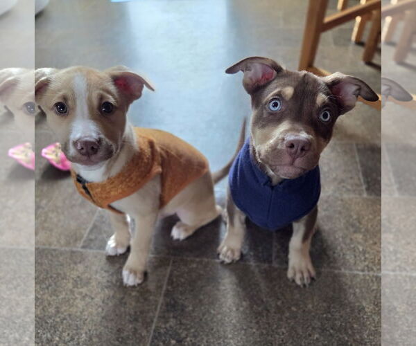 Medium Photo #4 Siberian Husky-Unknown Mix Puppy For Sale in Fargo, ND, USA