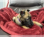 Small Photo #86 Belgian Malinois Puppy For Sale in REESEVILLE, WI, USA