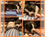 Small Photo #2 German Shepherd Dog-Siberian Husky Mix Puppy For Sale in MOUNT HOREB, WI, USA