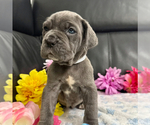 Small #1 Neapolitan Mastiff