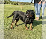 Small #11 Rottweiler