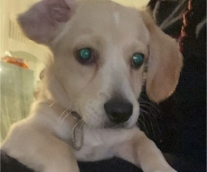 Labrador Retriever-Shih Tzu Mix Puppy for sale in BOSTON, MA, USA