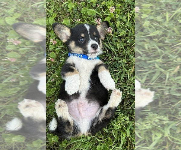 Medium Photo #73 Pembroke Welsh Corgi Puppy For Sale in PERKINSVILLE, VT, USA