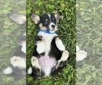 Small Photo #73 Pembroke Welsh Corgi Puppy For Sale in PERKINSVILLE, VT, USA
