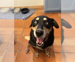 Small #5 Huskies -Rottweiler Mix