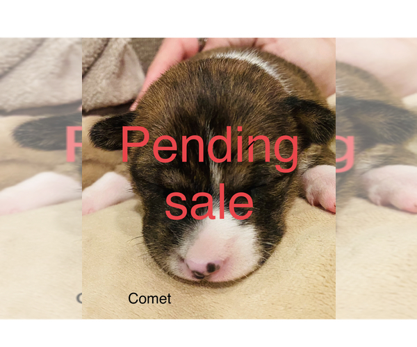 Medium Photo #1 Basenji Puppy For Sale in TEXARKANA, TX, USA