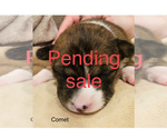 Small Photo #1 Basenji Puppy For Sale in TEXARKANA, TX, USA