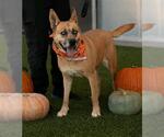 MADAM MIM - Female Black Mouth Cur Dog for Adoption - Small photo