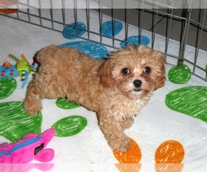 Cavalier King Charles Spaniel-Poodle (Toy) Mix Puppy for sale in ORO VALLEY, AZ, USA