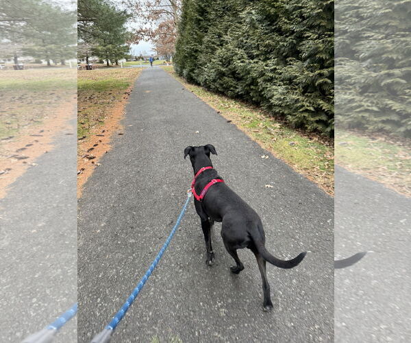 Medium Photo #7 Labrador Retriever-Unknown Mix Puppy For Sale in Doylestown, PA, USA
