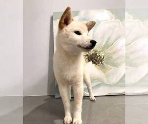 Shiba Inu Puppy for sale in EASTVALE, CA, USA
