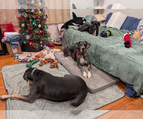 Medium Photo #4 Great Dane Puppy For Sale in Bullard, TX, USA