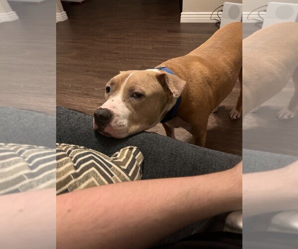 Medium Photo #4 American Pit Bull Terrier Puppy For Sale in Chandler, AZ, USA