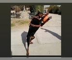 Small Photo #1 Doberman Pinscher Puppy For Sale in YUCCA VALLEY, CA, USA