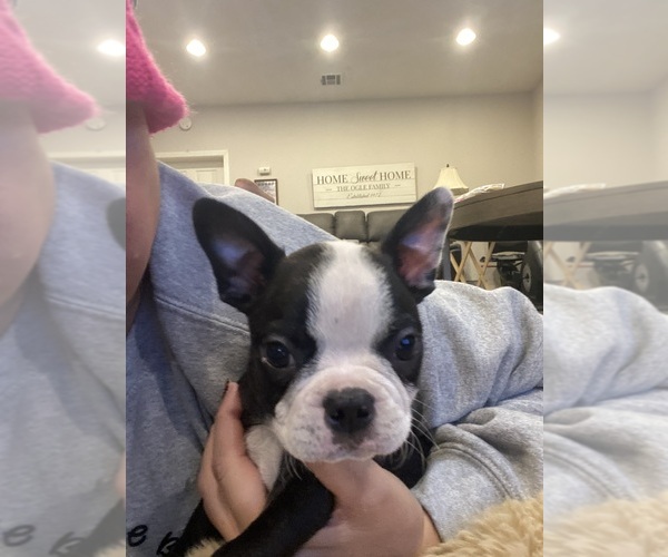 Medium Photo #6 Boston Terrier Puppy For Sale in FREDONIA, KS, USA