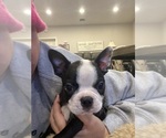 Small #5 Boston Terrier