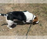 Small #4 Beagle
