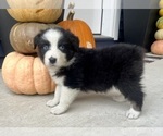 Small #9 Australian Shepherd