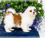 Small #12 Shih Tzu