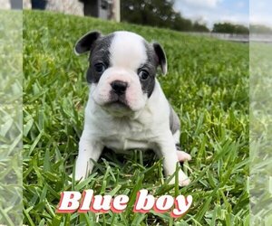 Boston Terrier Puppy for Sale in BELTON, Texas USA