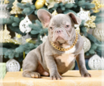 Small Photo #4 French Bulldog Puppy For Sale in BENSALEM, PA, USA