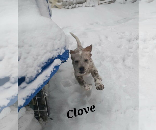 Medium Photo #2 Mutt Puppy For Sale in Garden City, NY, USA