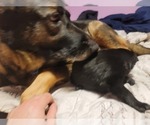 Small Photo #3 German Shepherd Dog Puppy For Sale in ROCKFORD, IL, USA