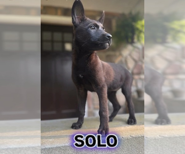 Medium Photo #1 Belgian Malinois Puppy For Sale in HOWELL, MI, USA