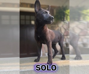 Belgian Malinois Puppy for sale in HOWELL, MI, USA