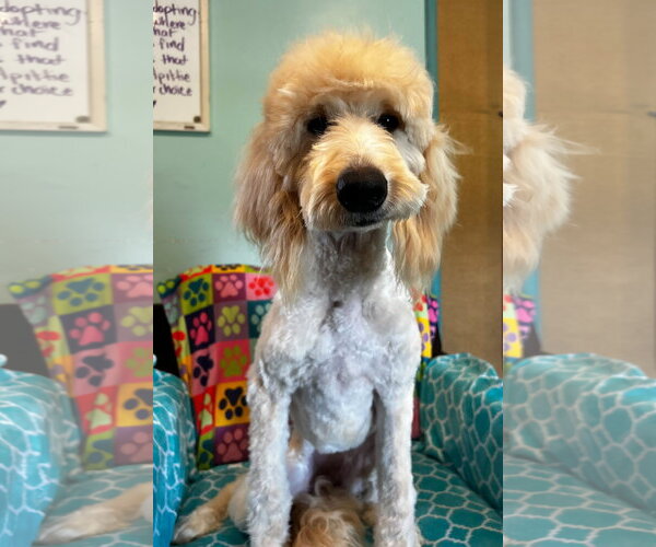 Medium Photo #7 Goldendoodle Puppy For Sale in Pacolet, SC, USA