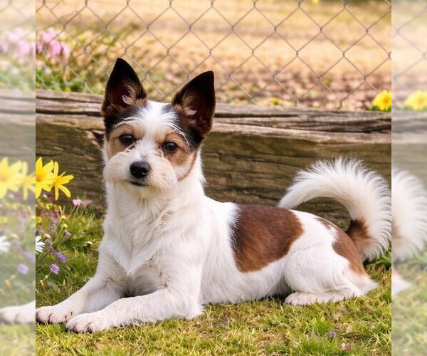 Medium Photo #1 Mutt Puppy For Sale in Yardley, PA, USA
