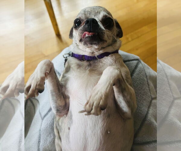 Medium Photo #5 Jack Chi Puppy For Sale in Princeton, MN, USA