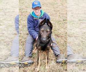 Sherlock - Male German Shepherd Dog-Unknown Mix Dog for Adoption - Photo #2
